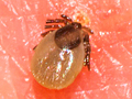 presumed Ixodes ricinus